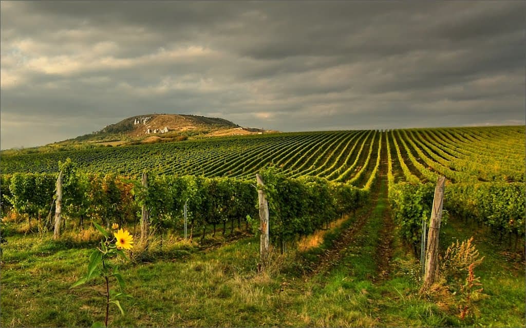 Together in Pálava – Team-Building in the Wine Paradise of South Moravia