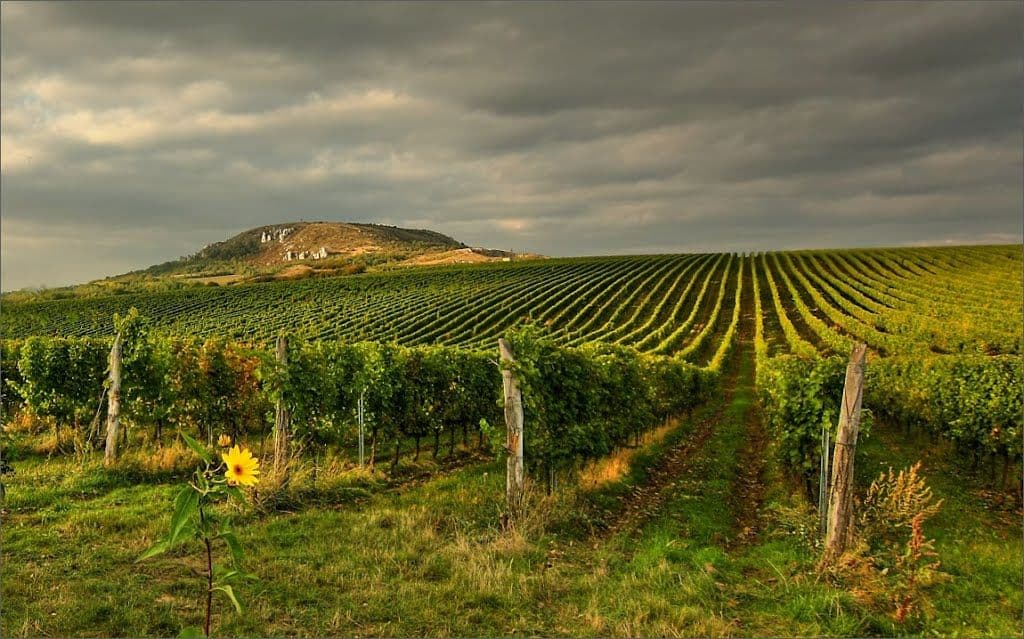 Together in Pálava – Team-Building in the Wine Paradise of South Moravia